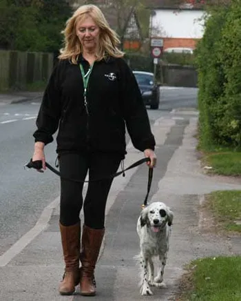 A dog calmly walking to heel, showing results of effective training methods.