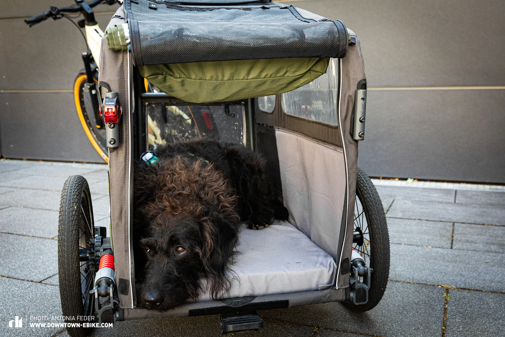 A dog comfortably lying inside a TAXXI DOG bicycle trailer, which features a spacious and cosy dog bed, ideal for long rides.