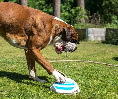 A dog cooling off in a kiddie pool with a water fountain.