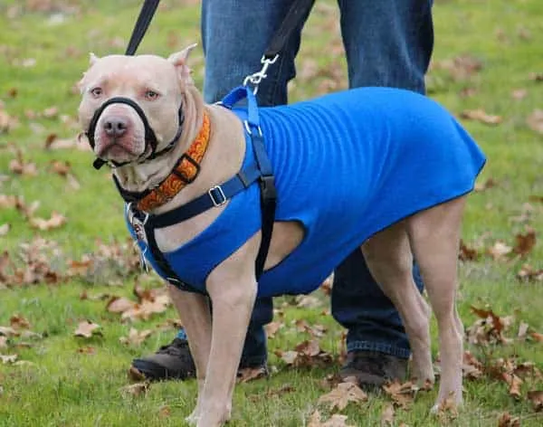 A dog equipped with both a harness and a Halti, illustrating common training tools.