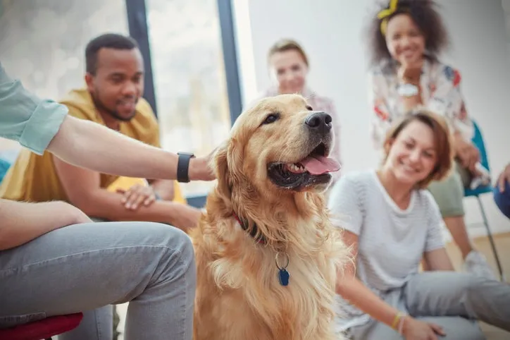 A dog handler interacting calmly with a therapy dog