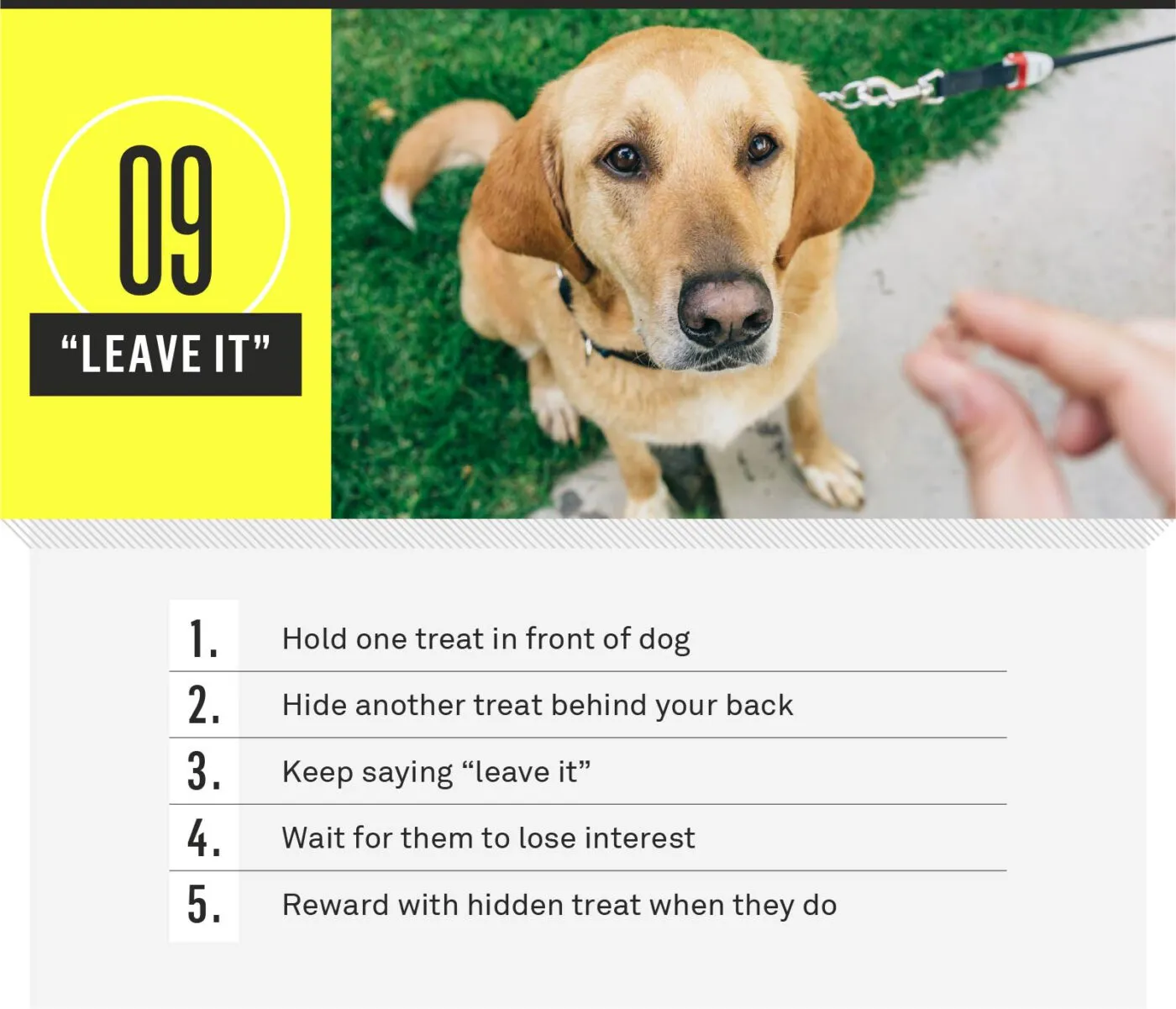 A dog ignoring a treat during leave it training
