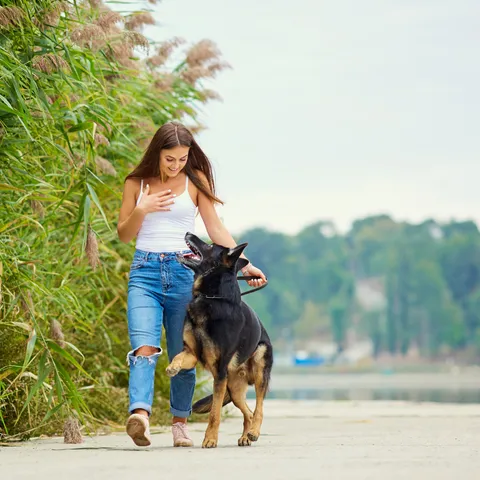 A dog looking attentively at its owner during a training session.