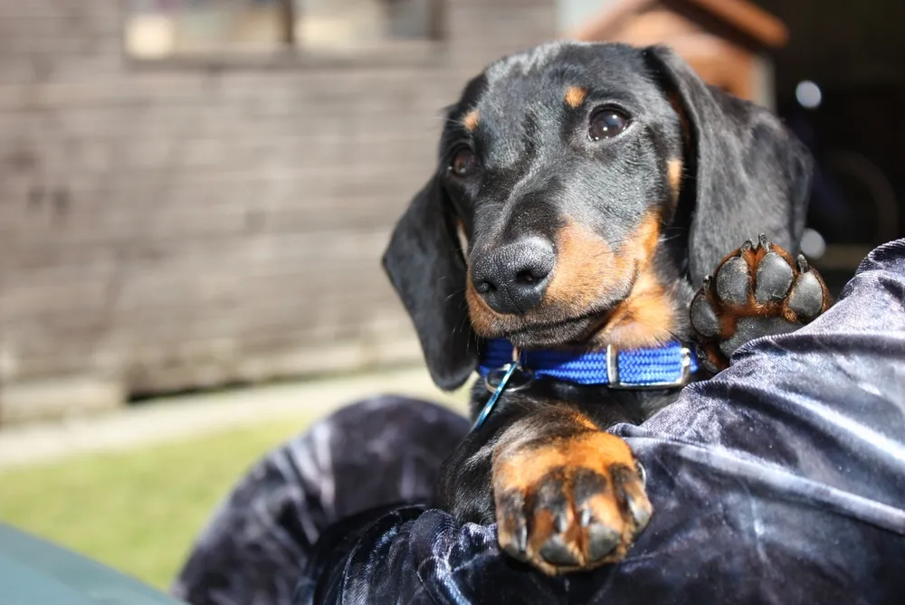 A dog looking concerned, representing the worry of pet owners about their dog's health.