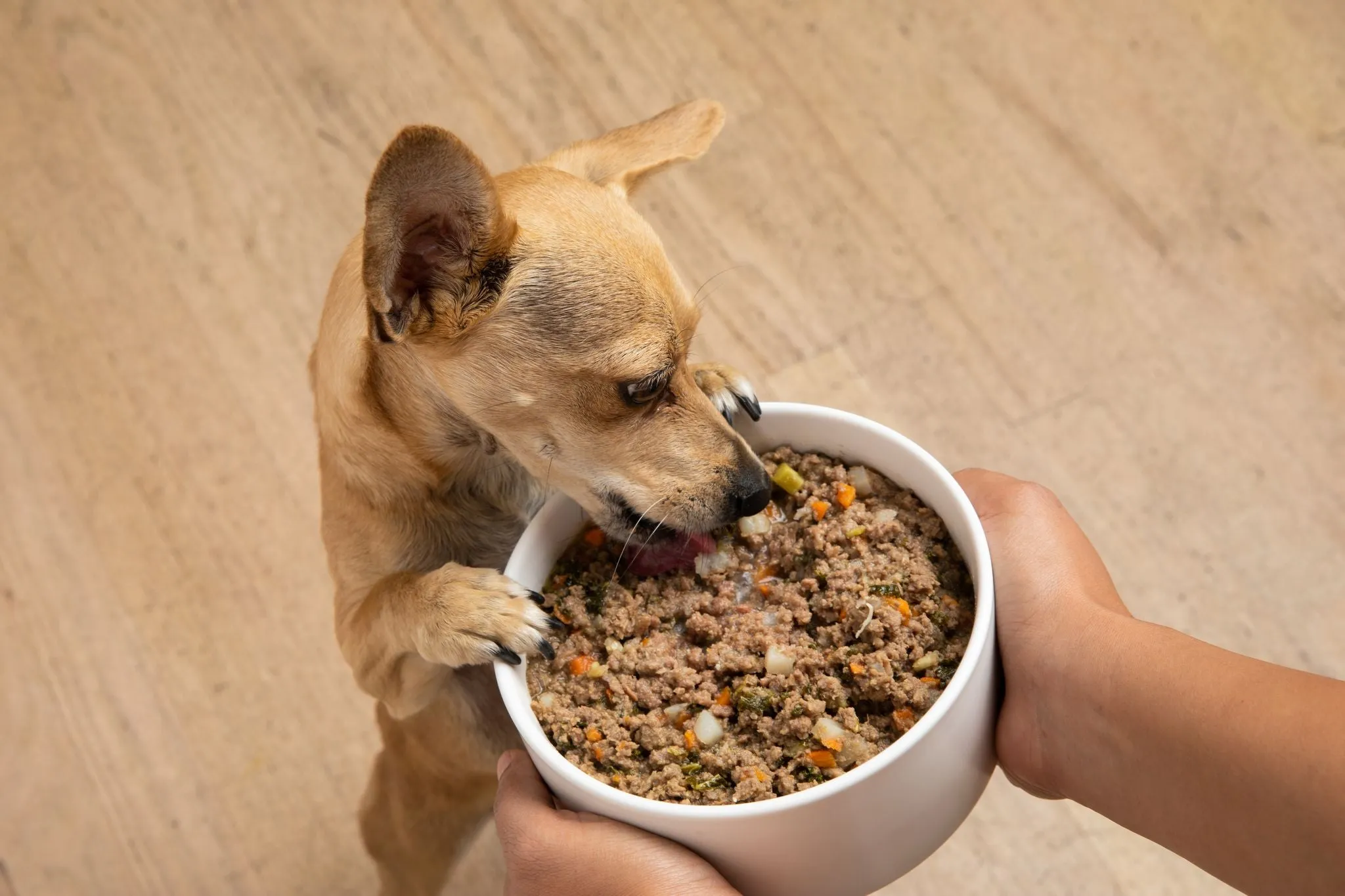 A dog looking concerned, symbolizing the worries of pet owners when their dog is unwell.
