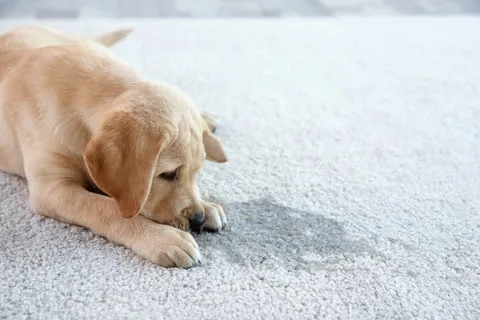A dog looking upset after an indoor potty accident, possibly on a carpet.
