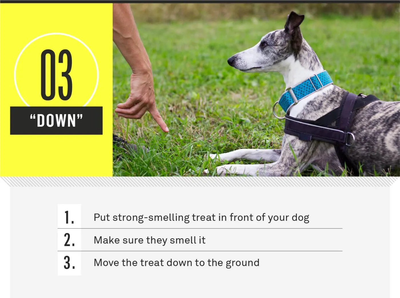 A dog lying down in response to the down command