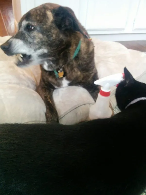 A dog making a comical face, with its mouth open as if in distaste or surprise, possibly reacting to the taste of the bitter spray.