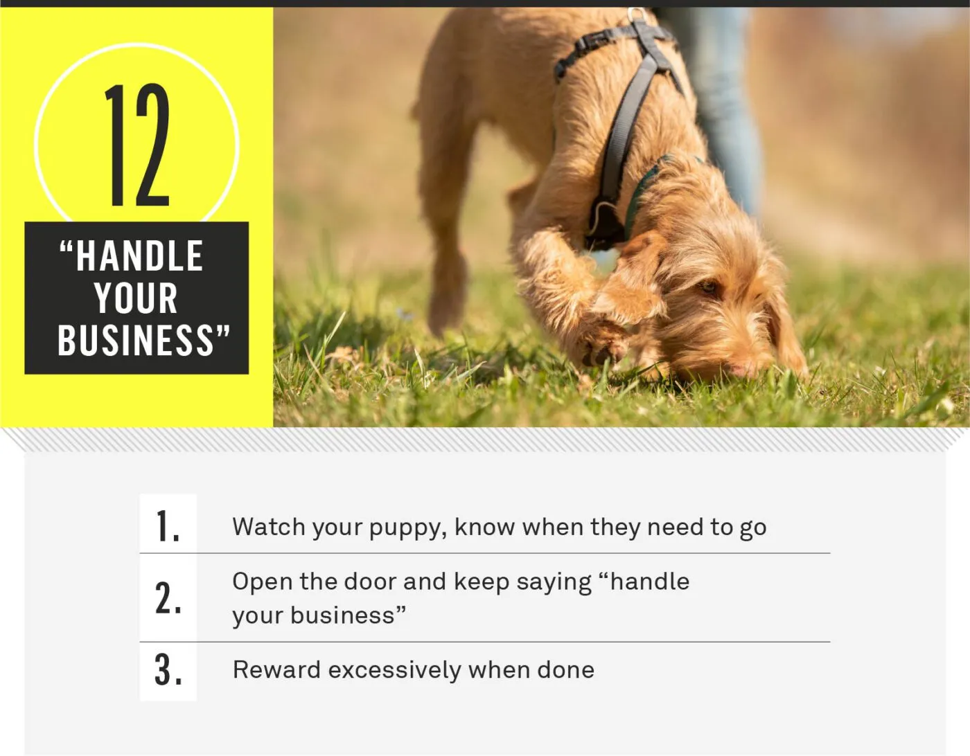 A dog outside doing business on cue