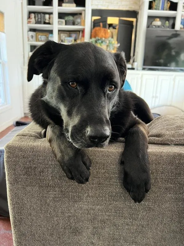 A dog owner expressing satisfaction with their pet's improved health.