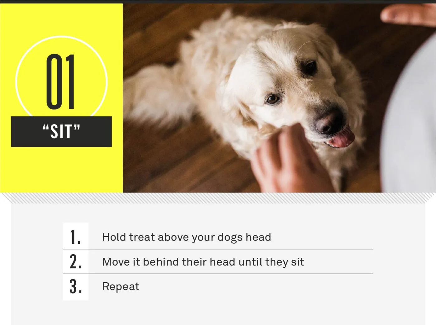A dog performing the sit command obediently