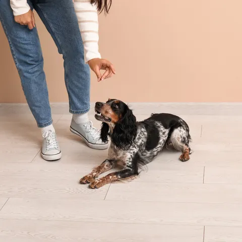A dog responding to a recall command in a controlled indoor setting.
