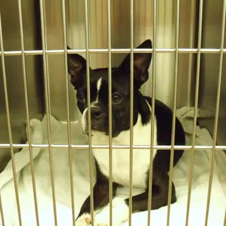 A dog resting comfortably in a veterinary recovery cage during heartworm treatment