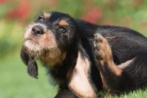 A dog scratching its ear due to itchiness, a common symptom that may require tablets for dog itching.