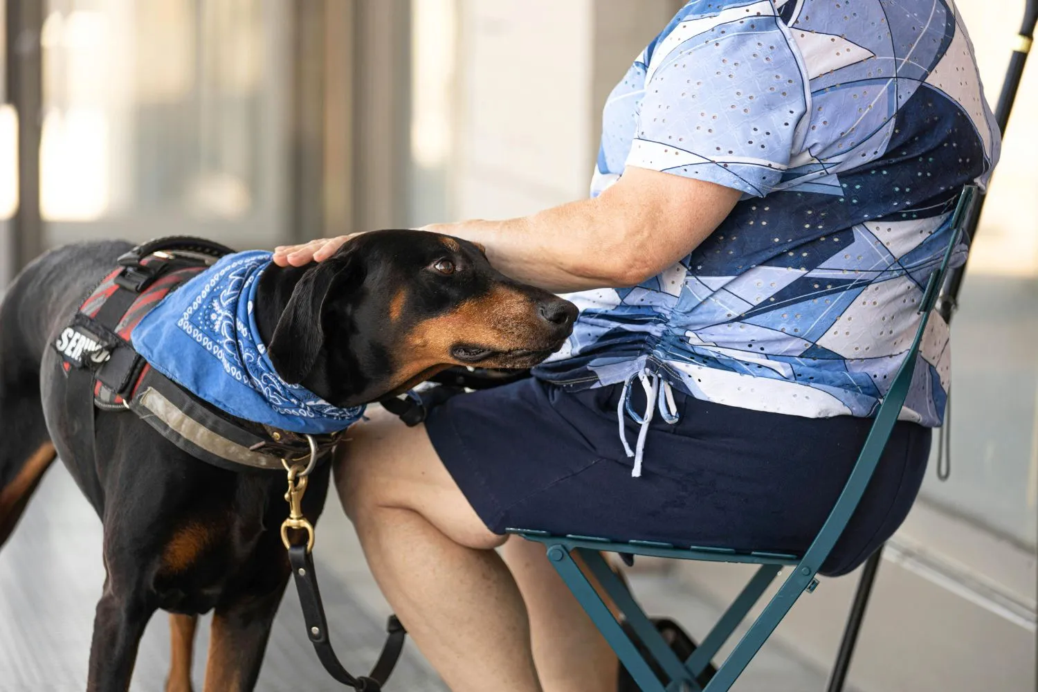 A dog sitting attentively in a public setting, possibly demonstrating good public access behavior.
