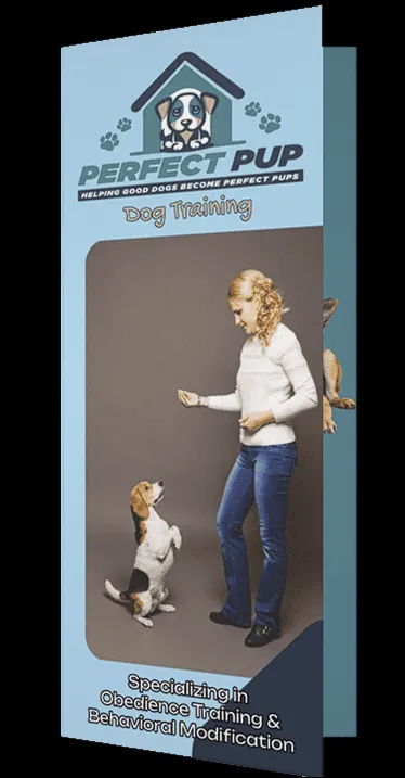 A dog sitting calmly and looking attentively at its owner, demonstrating good behavior