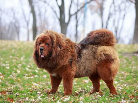 A dog sitting next to a measuring tape, illustrating canine obesity concerns.