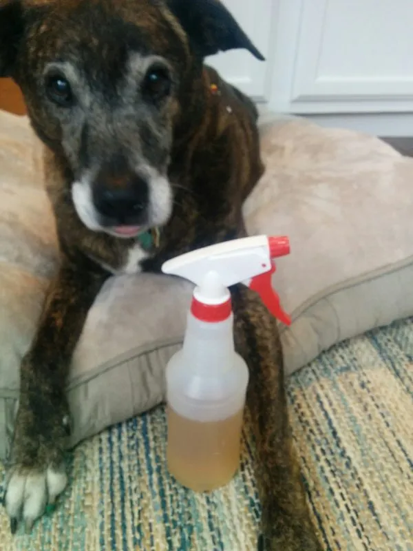 A dog sniffing curiously at something, possibly the homemade bitter spray, with wide eyes.