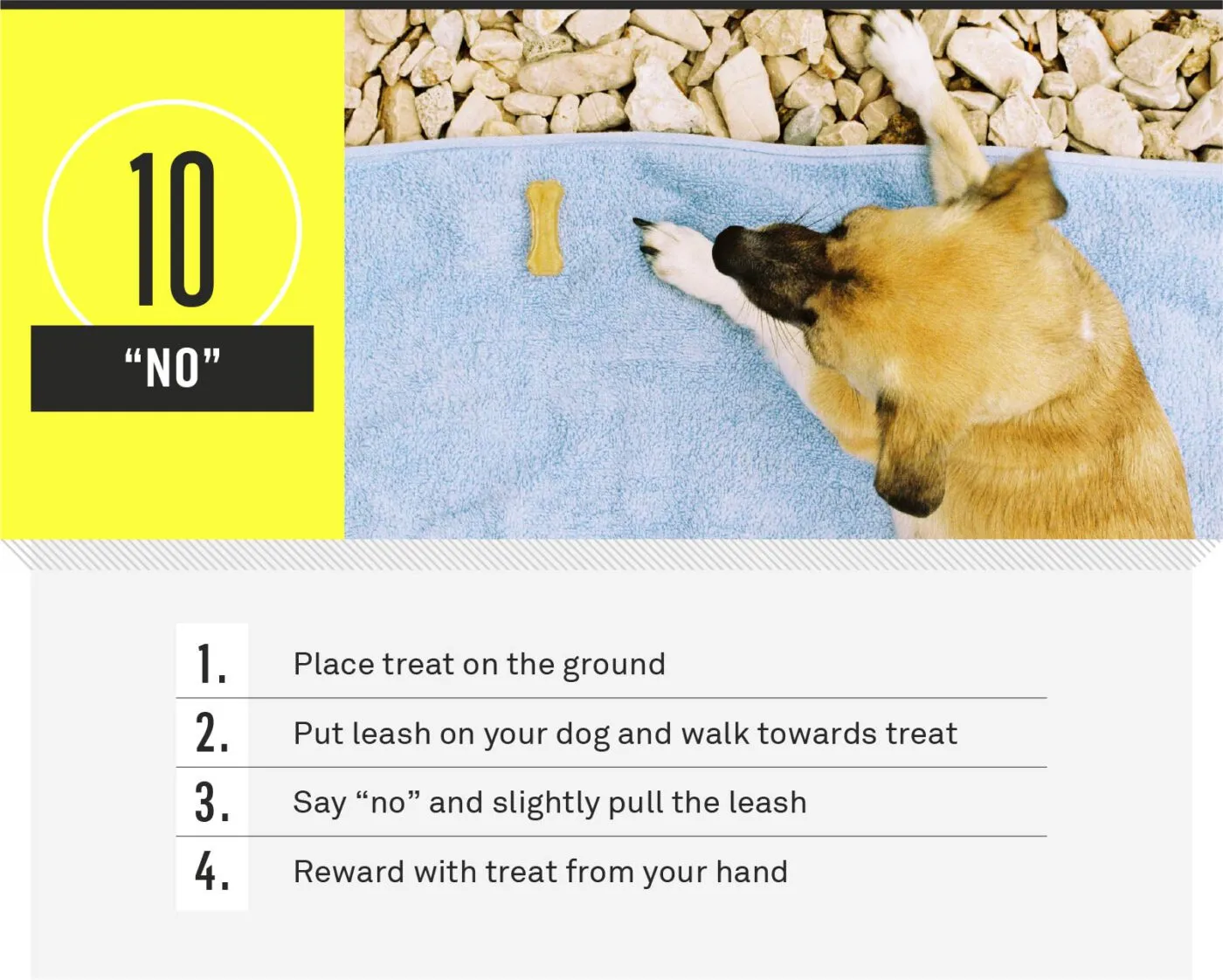 A dog stopping on no command near a treat