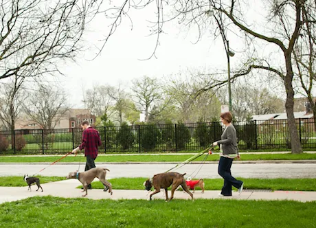 A dog walker smiling while walking several dogs on leashes