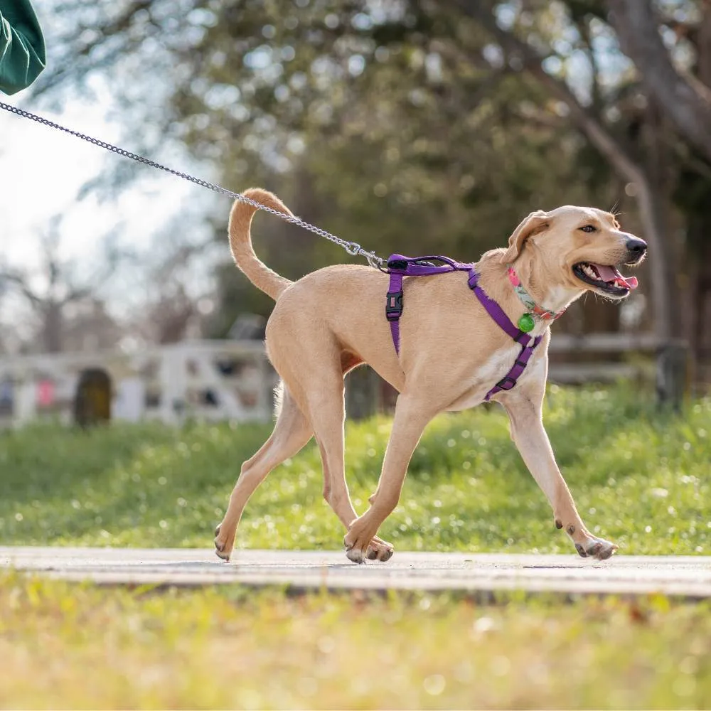 A dog walking