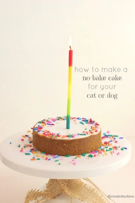A dog wearing a festive bandana looking at a small, decorated cake.