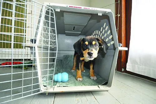 A dog with a Kong toy.