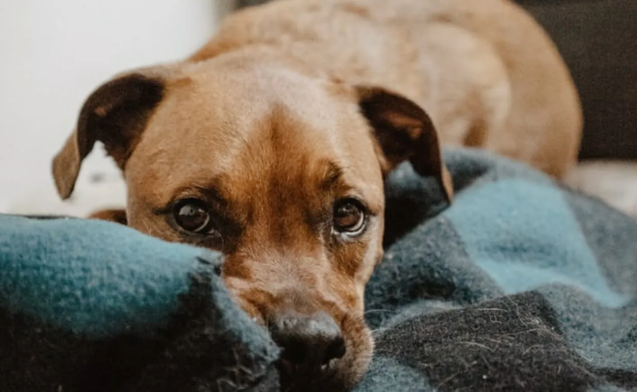 A dog with a sad expression, potentially indicating illness or discomfort.