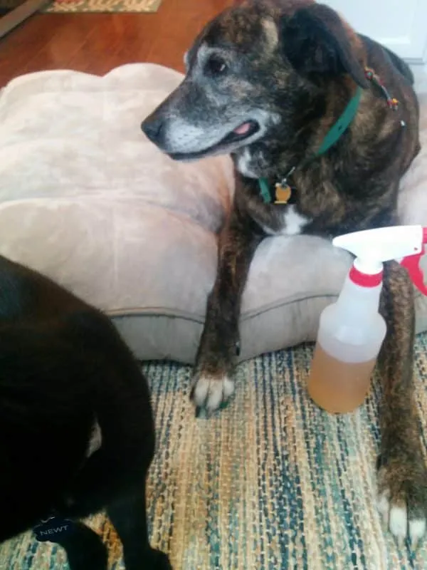 A dog with a slightly scrunched face, looking away with an expression of intense dislike or regret, having clearly tasted something unpleasant.