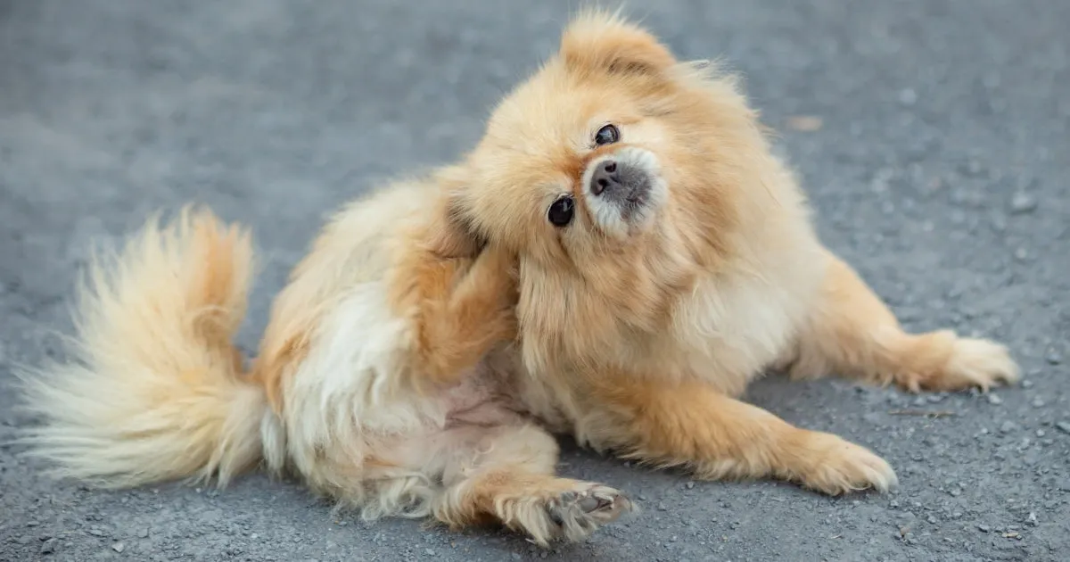 A dog with red, itchy skin scratching itself.