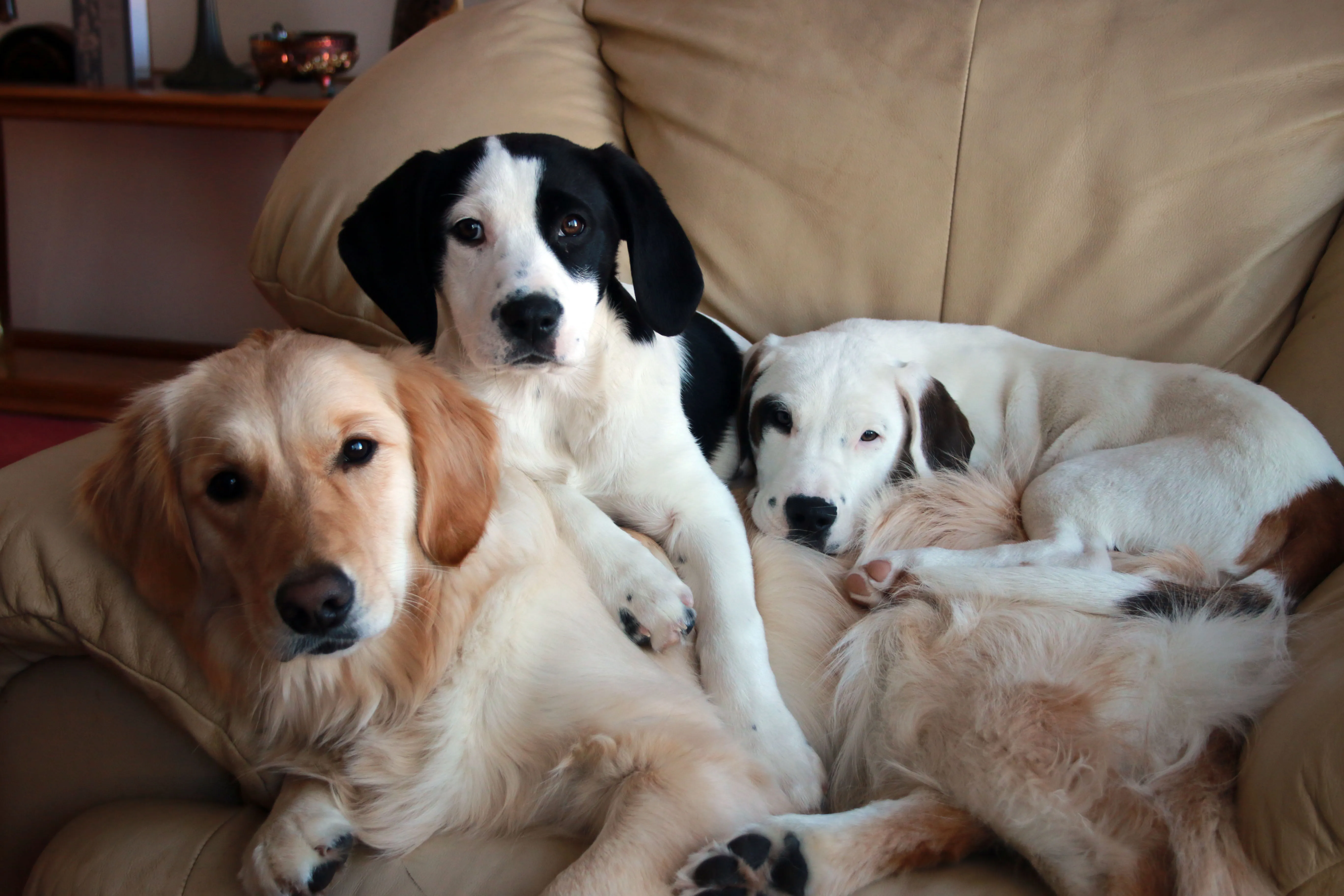 A dog (Zoe) and her playful puppies comfortably resting together on a chair at home