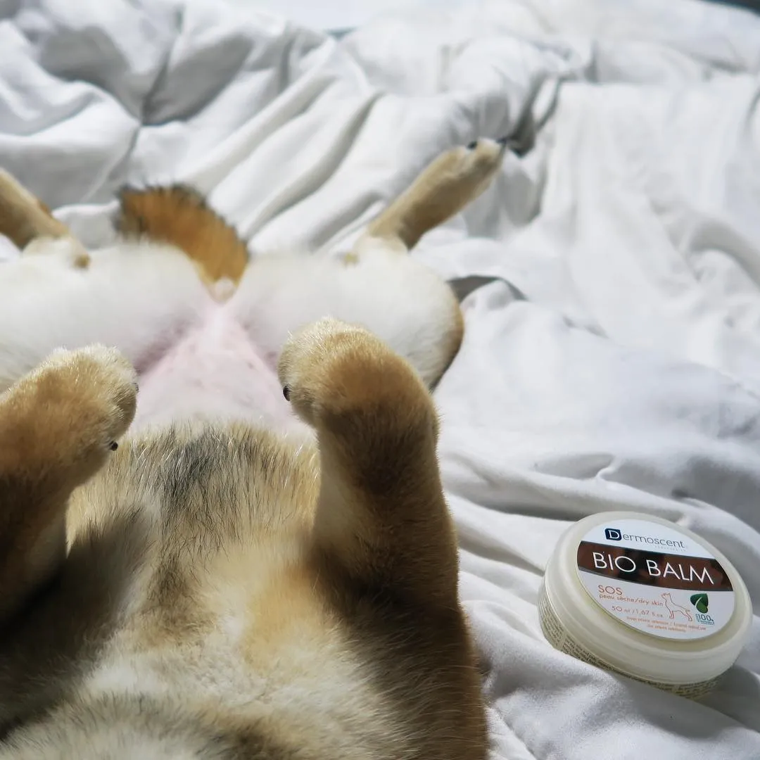 A dog's nose showing significant improvement, appearing smooth and moisturized
