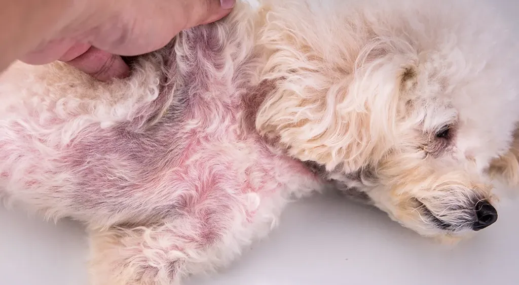 A dog's skin showing inflammation, redness, and pus-filled bumps indicative of pyoderma, a bacterial infection