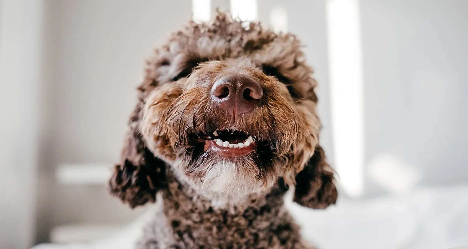 A dog's wet nose, indicative of good health and proper hydration, relevant to respiratory function.