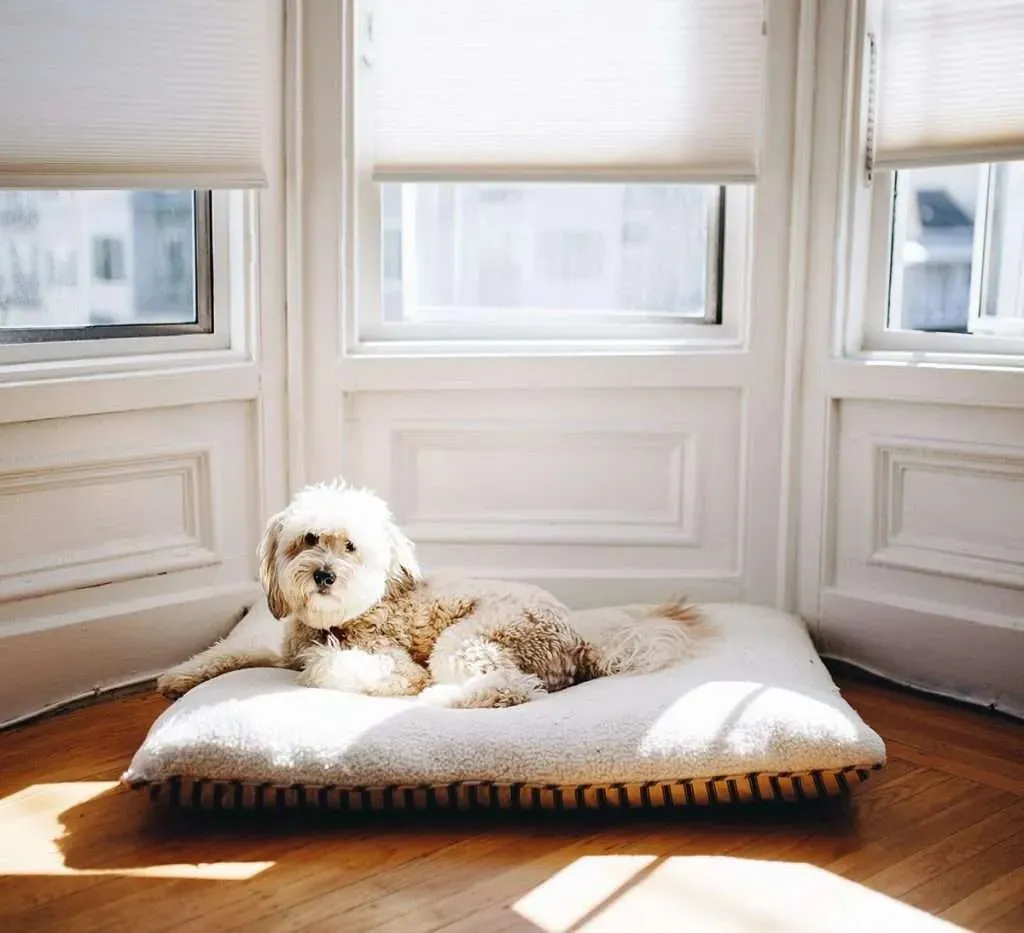 A doodle lying on a dog bed in front of a bay window, showcasing a comfortable pet in a home environment