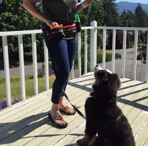 A durable black fanny pack/waist pack designed for hands-free dog walking, featuring reflective material and a treat pouch.