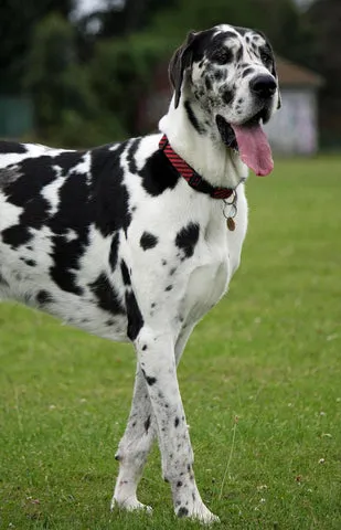 A fawn Great Dane standing tall