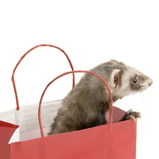 A ferret resting calmly