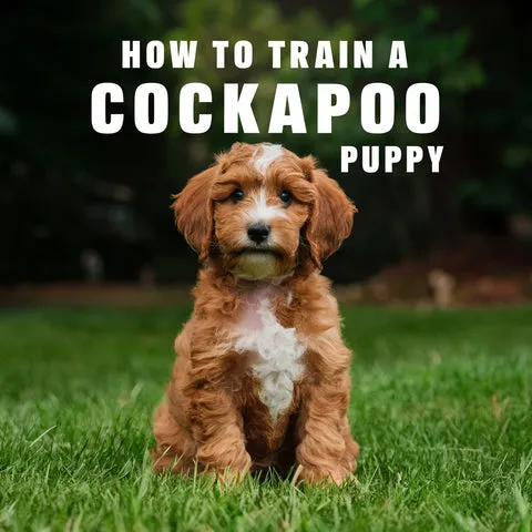 A fluffy Cockapoo puppy sitting attentively