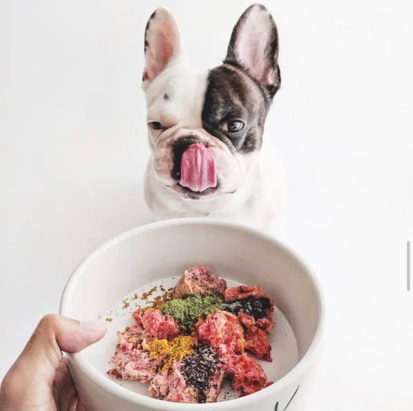 A French Bulldog puppy joyfully anticipates its bowl of raw food, demonstrating healthy appetite