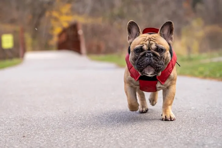 A French Bulldog wearing a stylish jacket walks purposefully down a paved path in a park, enjoying an outdoor stroll.