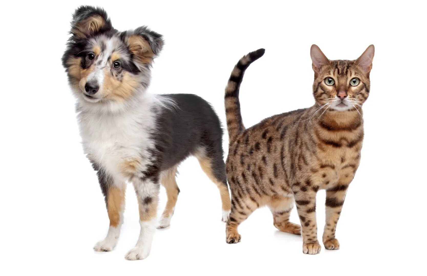 A friendly dog and a curious cat standing side-by-side, demonstrating companionship.