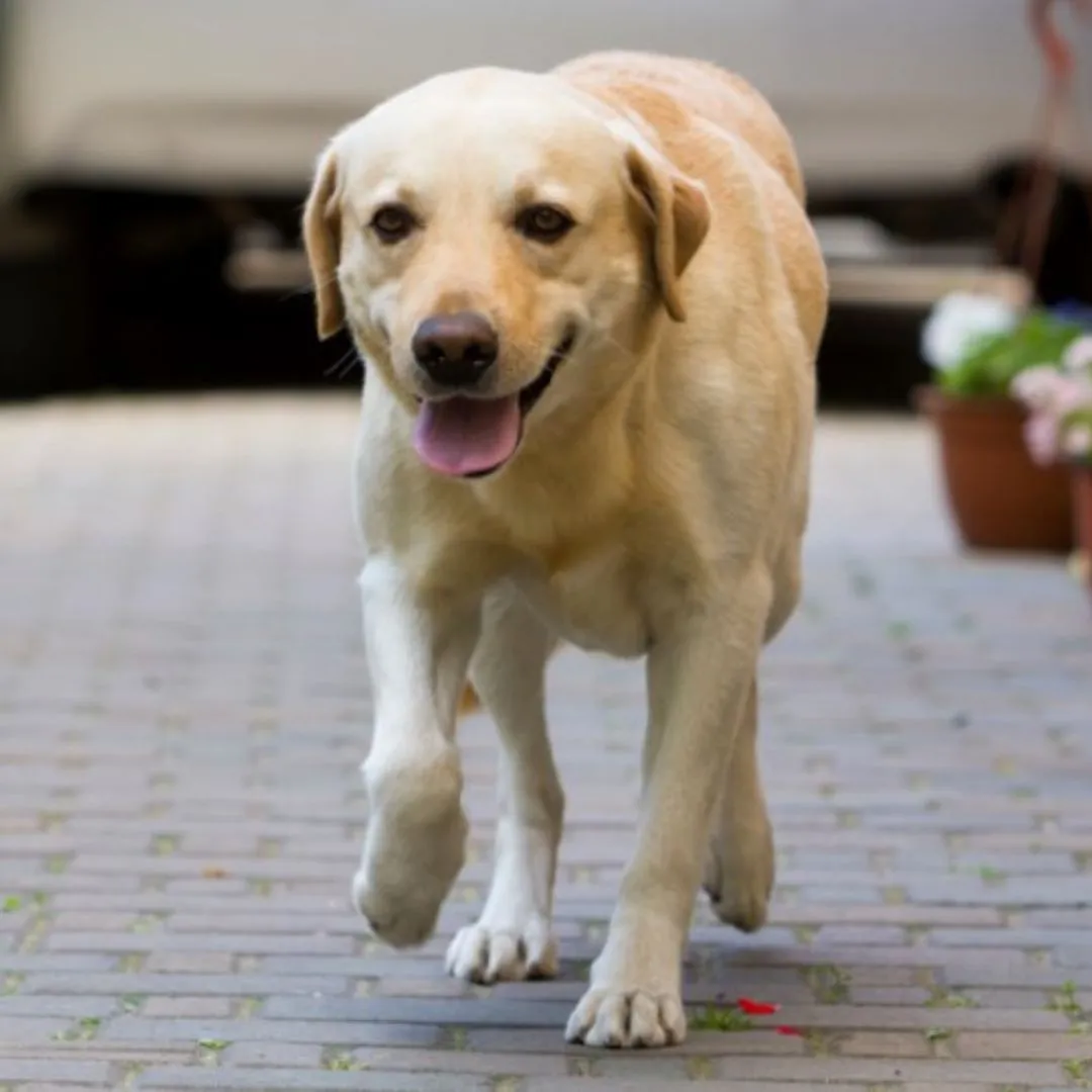 A friendly Labrador Retriever with a shiny coat, looking eager and happy.
