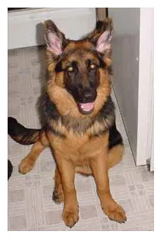 A German Shepherd dog proudly displaying perfectly upright ears, a result of successful ear development