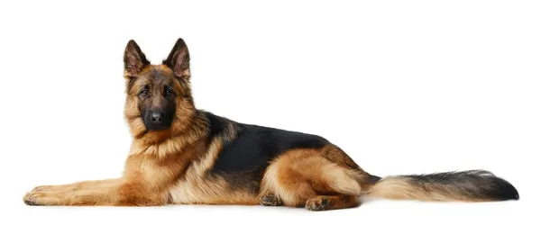 A German Shepherd standing alertly in a backyard