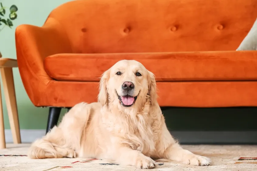 A golden retriever, a popular breed susceptible to hemangiosarcoma, sitting and appearing calm.