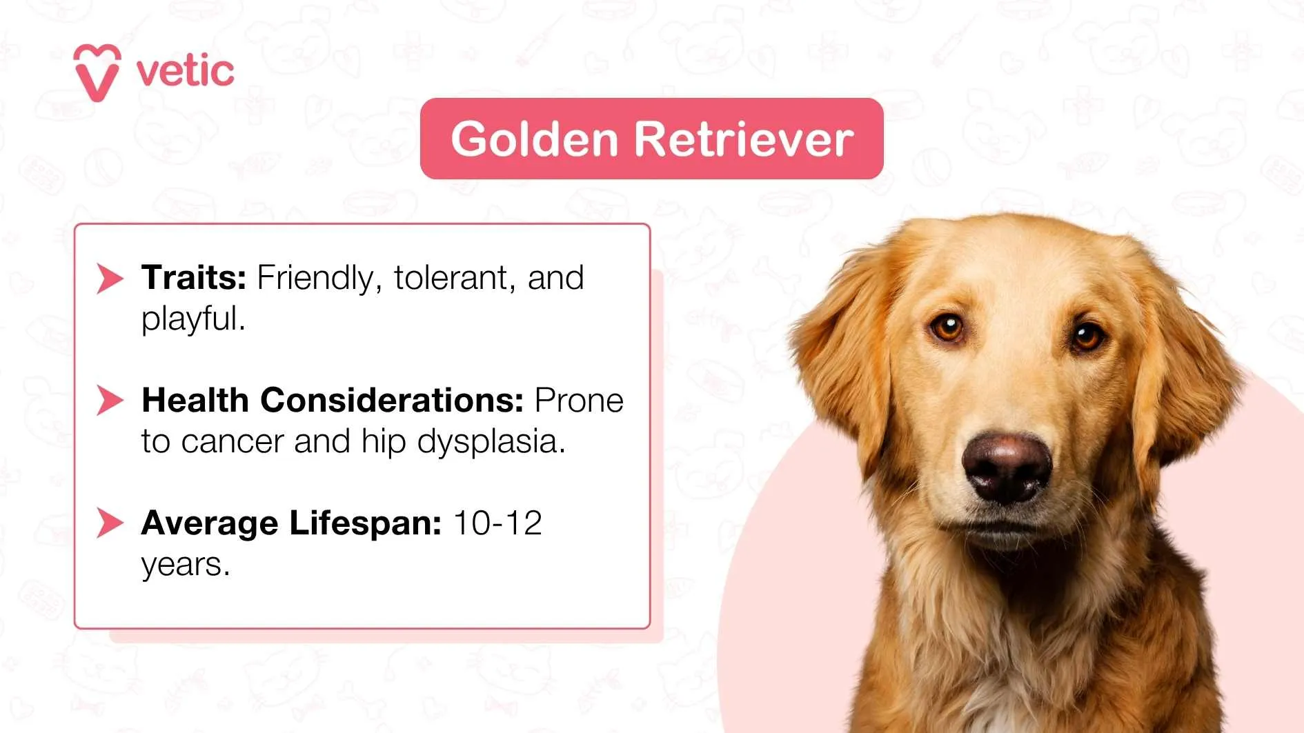 A Golden Retriever dog against a light blue background.