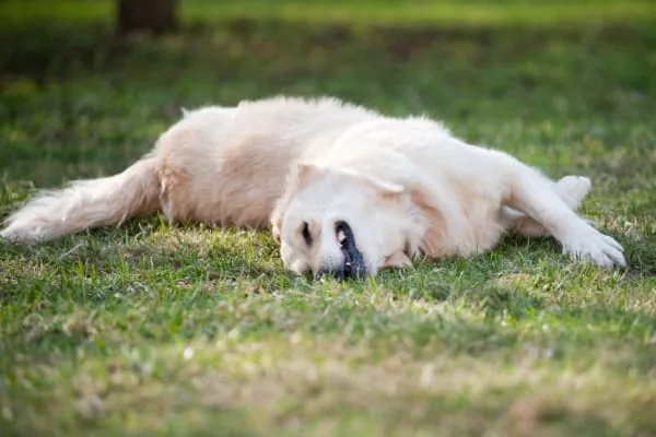 A Golden Retriever dog rubbing his face in the grass, which is a classic sign of needing allergy treatment.