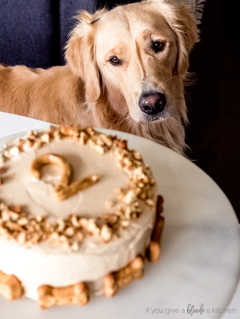 A Golden Retriever eagerly looking at a homemade pumpkin dog cake.