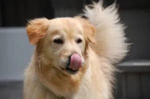 A golden retriever happily eating dry kibble from a bowl